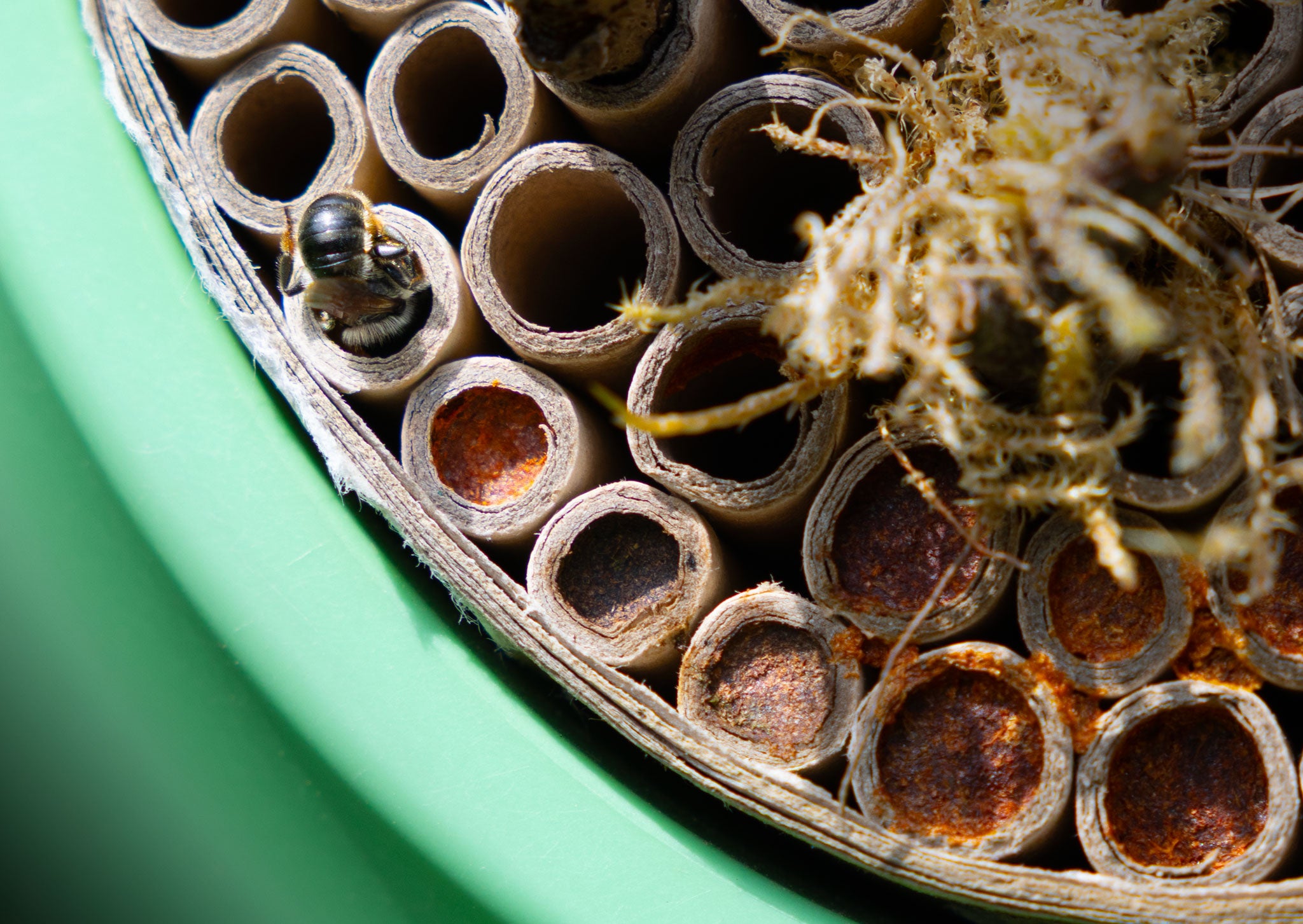 Hive Pod